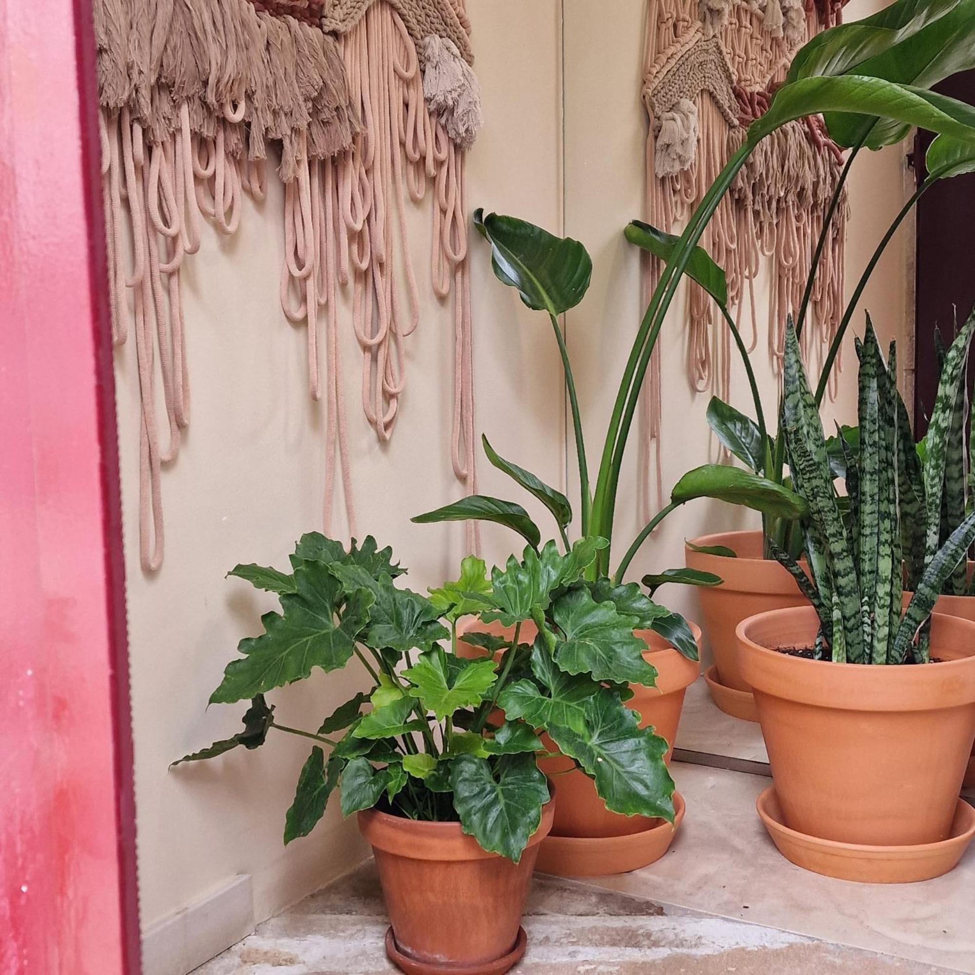 Villa Casinha da Praça à Constância Extérieur photo
